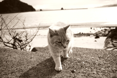 トラやんは幸せ