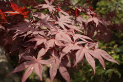 みゅうちゃん所のカエデ