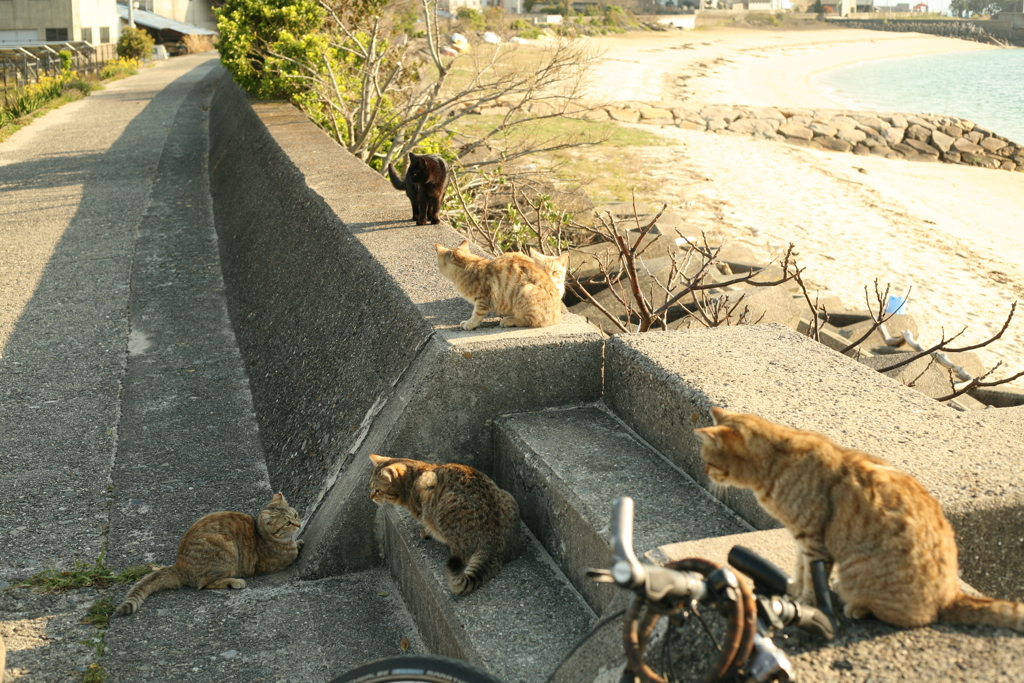 ご飯ほしくて集まってきた猫