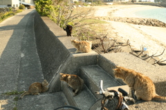 ご飯ほしくて集まってきた猫