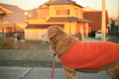 みゅうちゃんを堤防に連れてゆく