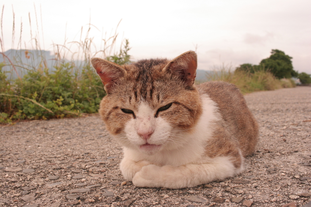 今日も元気なトム君
