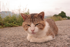 今日も元気なトム君