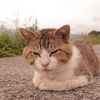 今日も元気なトム君