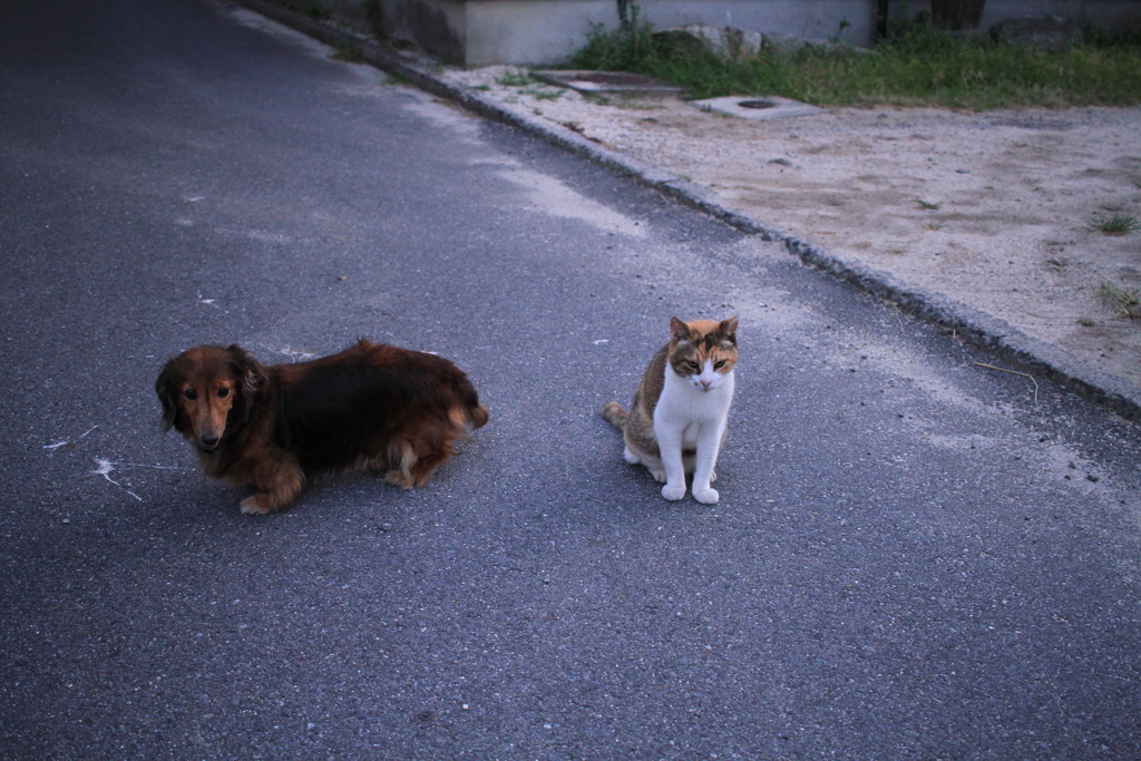 仲良しのカボちゃんとミケさん
