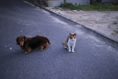 仲良しのカボちゃんとミケさん