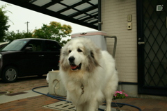 番犬してるココさん