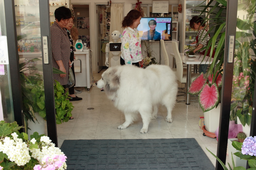 ココさん＠2019-06-25　カラー