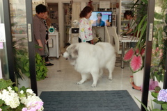 ココさん＠2019-06-25　カラー