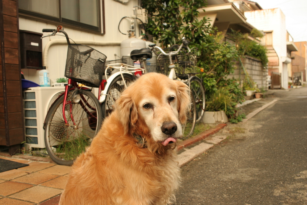 お宿番してるみゅうちゃん