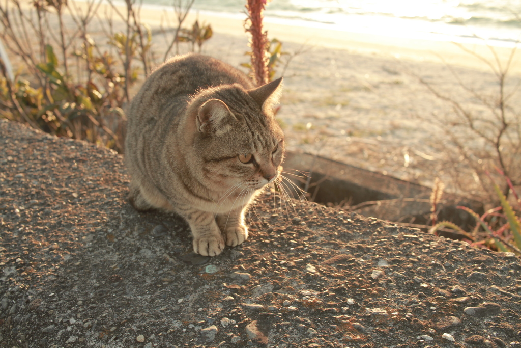 ねこ