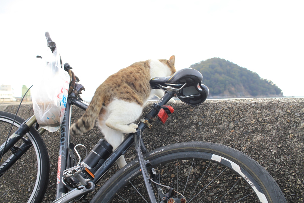 トムくん　無理やり上る