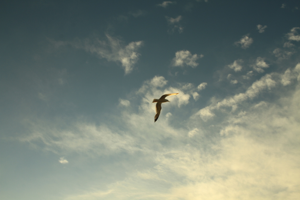 カモメがとんだ日