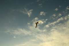 カモメがとんだ日