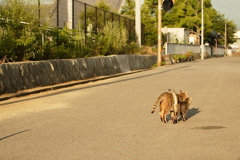 おかあにゃんといっしょ