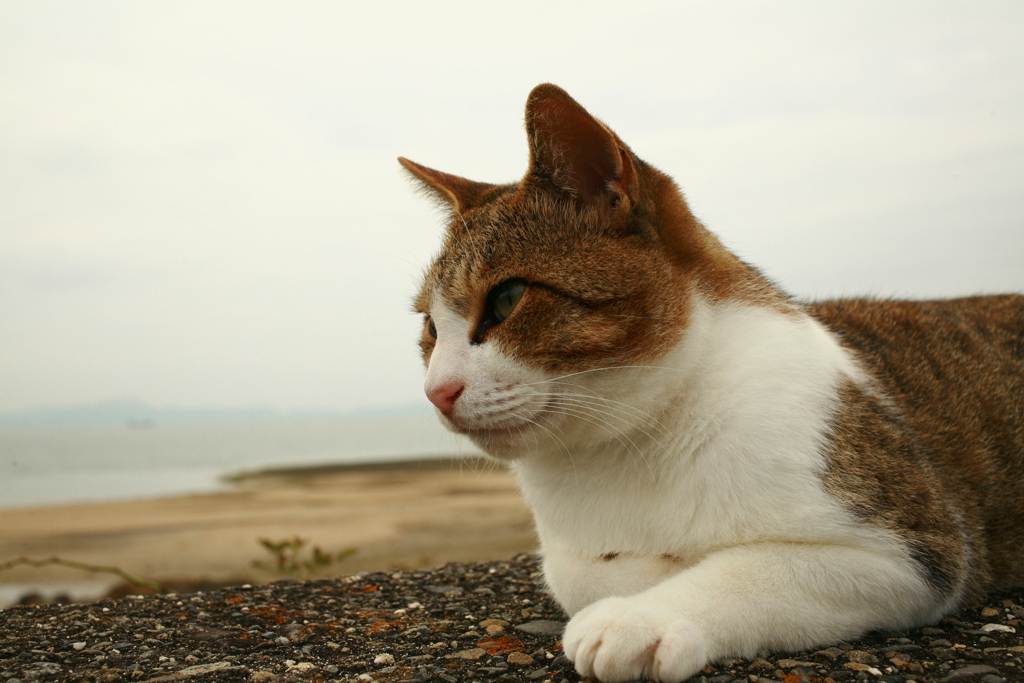9月になったのにいいことなんてありゃしないさ