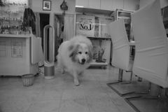 お店番してるココさん