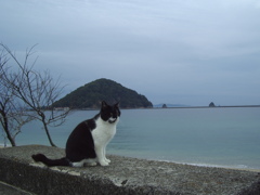 猫と海