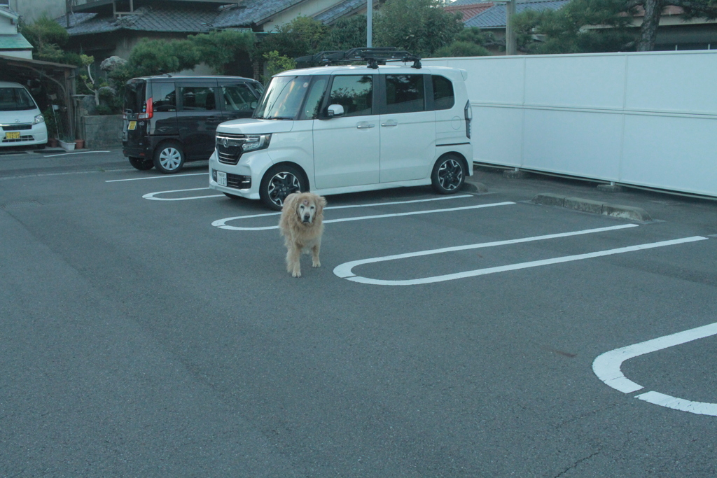 ウンチングの旅に一人で出てるみゅうちゃん