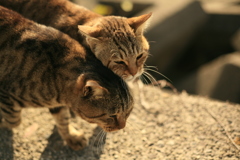 ラブラブ愛してる