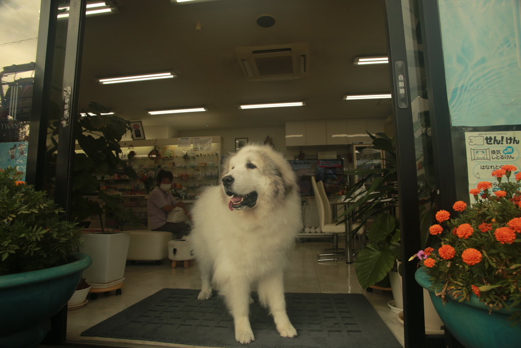 今日もお店番してるココさん