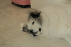 お店番してるココ様