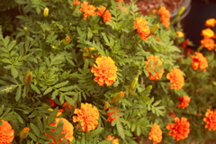 ココさん所の花