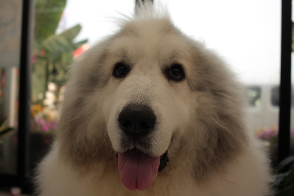 ココちゃん＠おかべ薬局