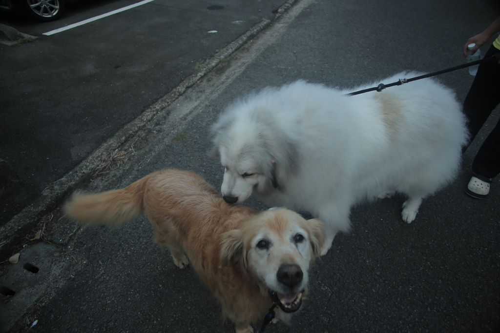 ココさんとみゅうちゃん