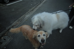 ココさんとみゅうちゃん