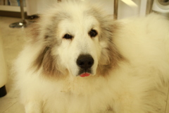 今日のココさん