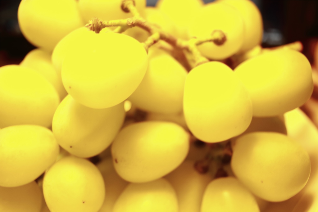 ぶどういただいた　シャインマスカット晴王