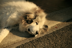 光合成してるココさん