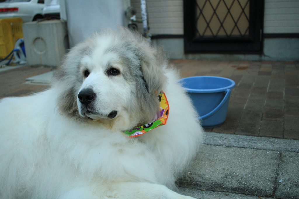 今日もココ様は元気