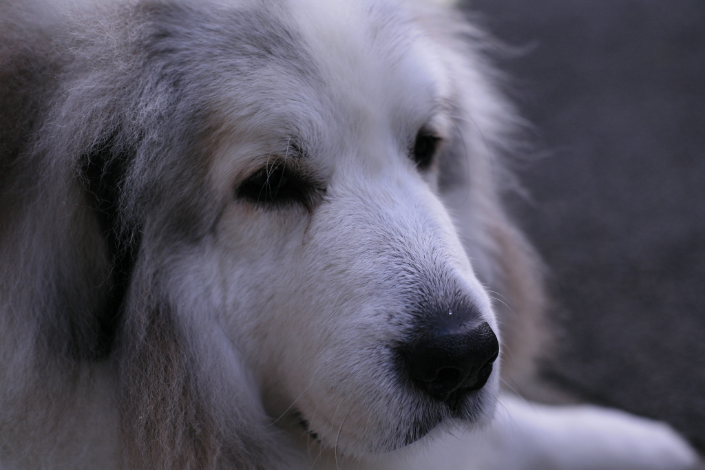 ほのぼのしてるココさん