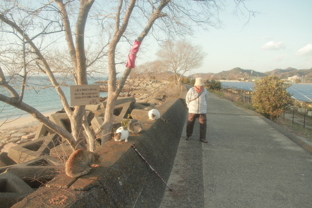 横山さんと猫