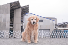 みゅうちゃんと散歩