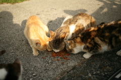 ＠2019-04-16　ニューレンズゲッツ