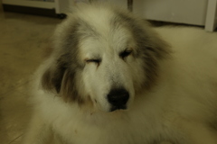 お店番してるココさん