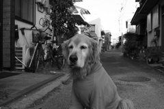 今日もお宿番のみゅうちゃん