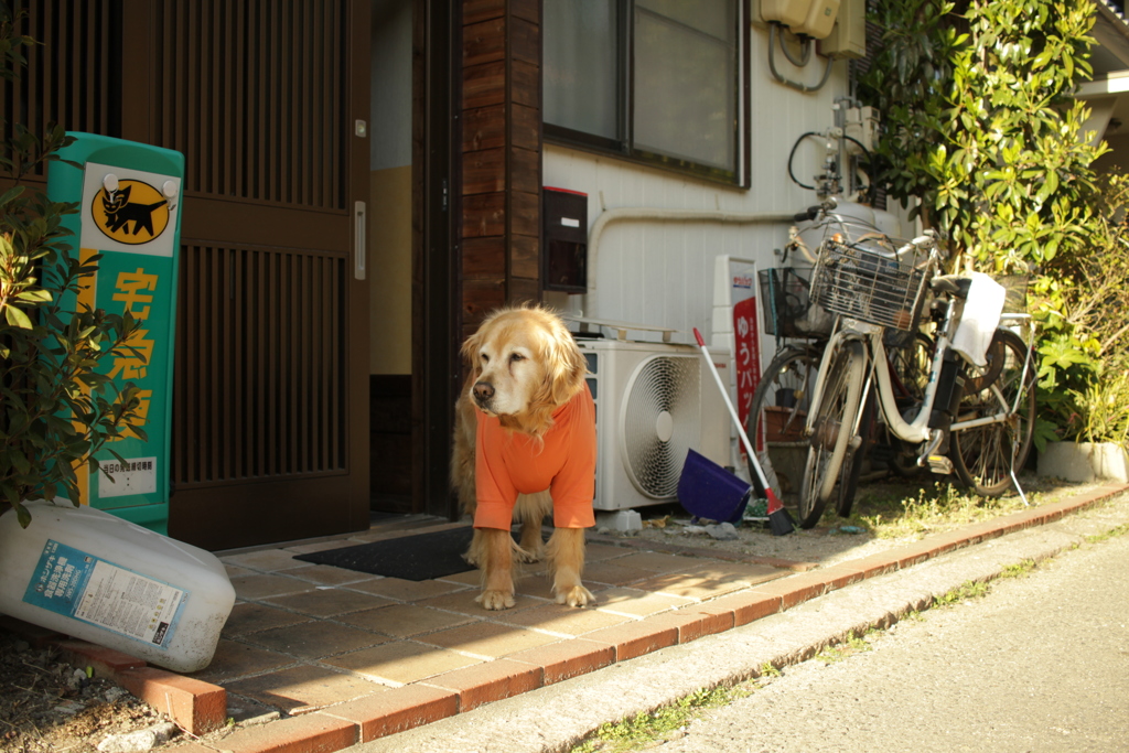 お宿番してるみゅうちゃん