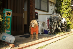 お宿番してるみゅうちゃん