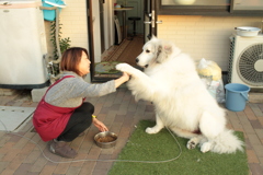 イェイをするココちゃん