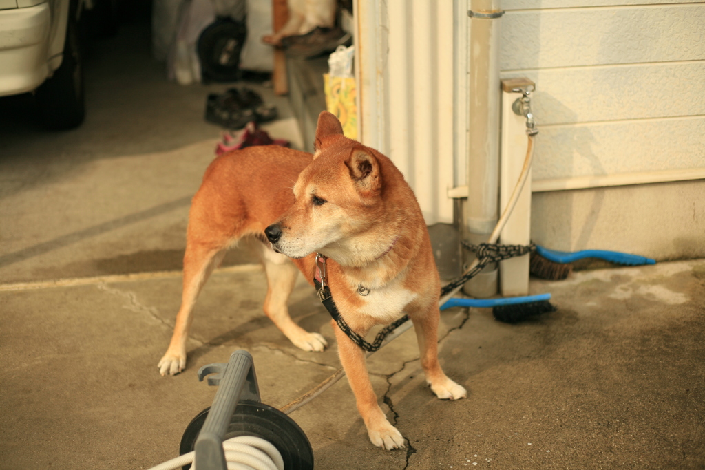 番犬してるモクちゃん