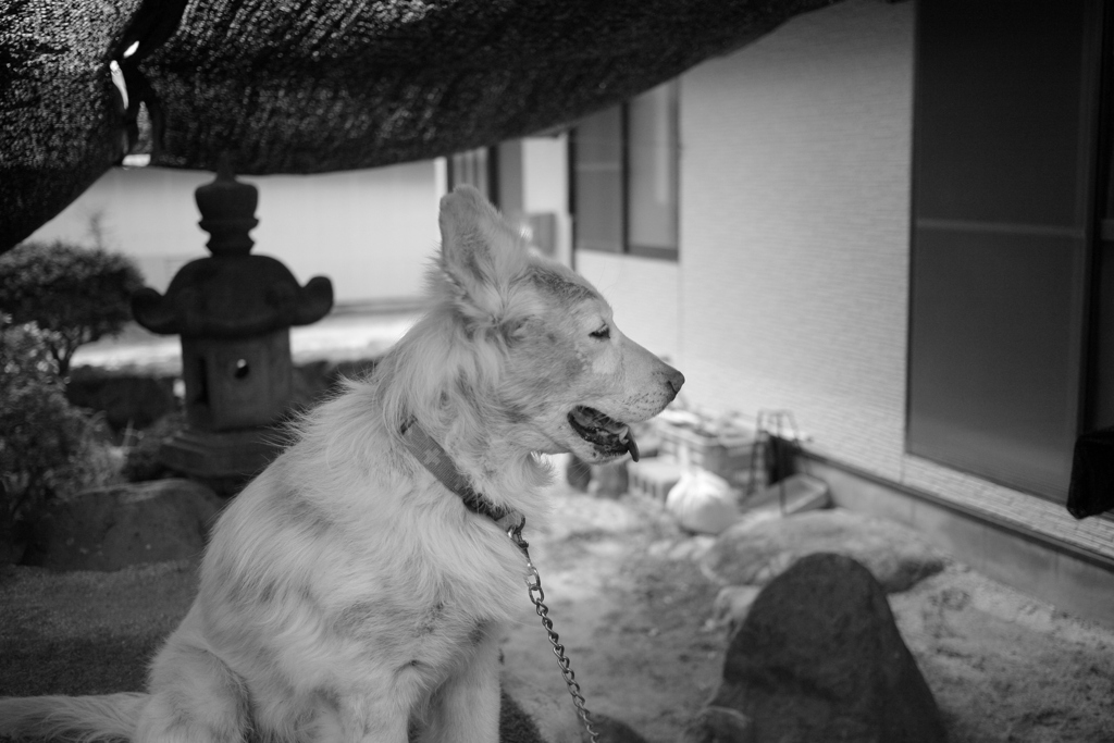 暑そうなダイちゃん