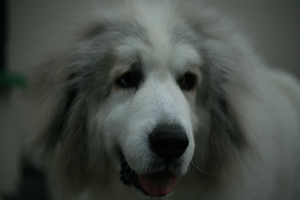 今日もかわいいココさん