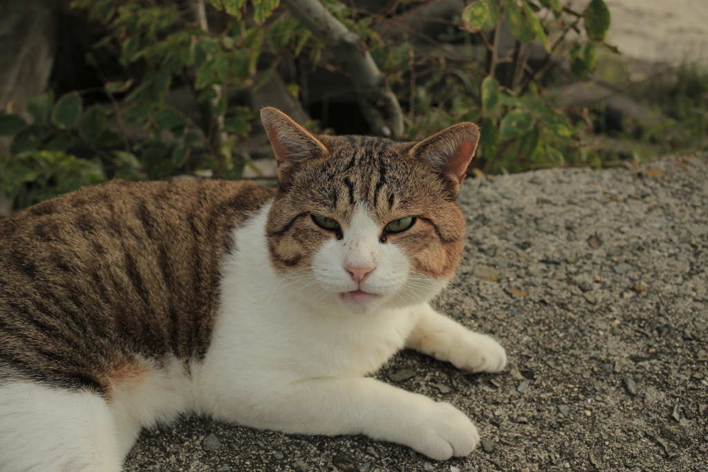 トム君は今日も元気