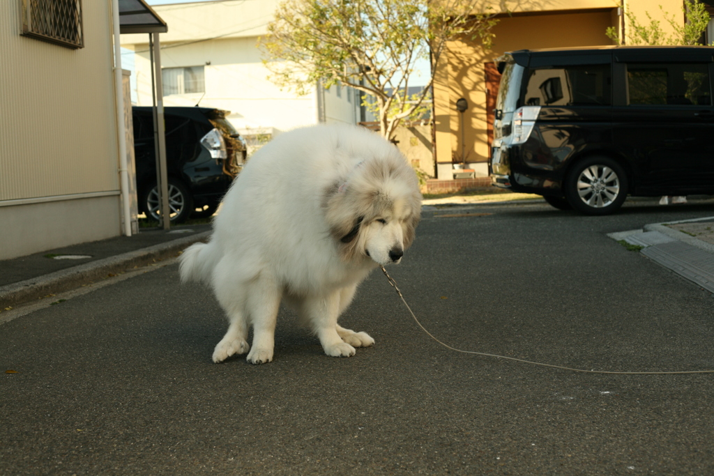 がんばりますbyココさん