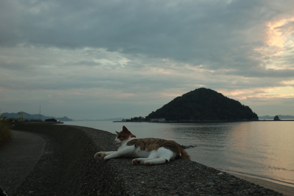 トム君