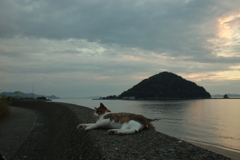 トム君